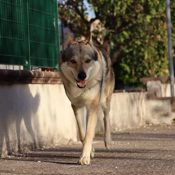 Cuccioli di cane lupo cecoslovacco | Foto 3
