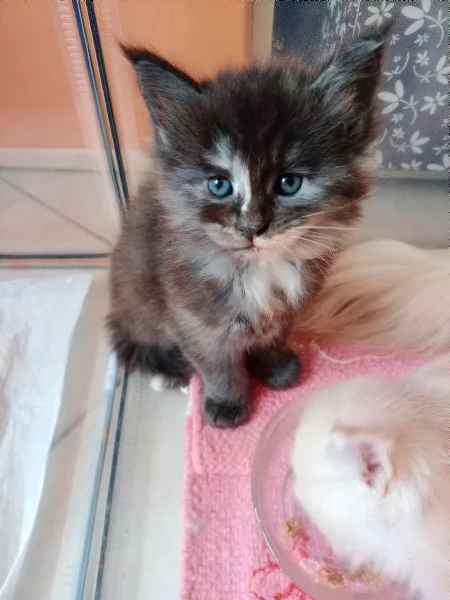 Maine Coon cucciole