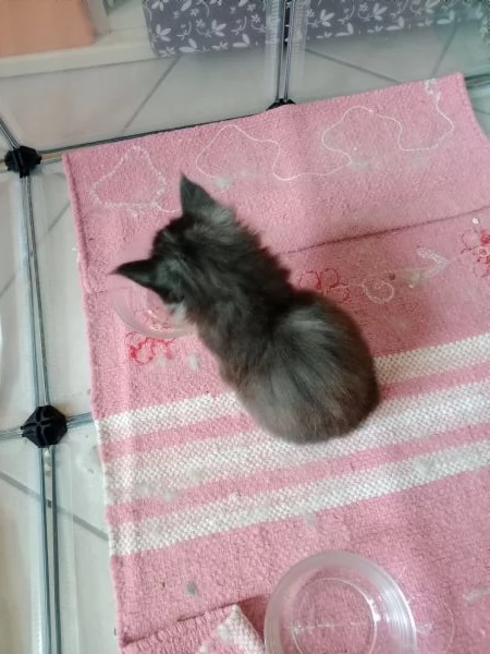 Maine Coon cucciole | Foto 5