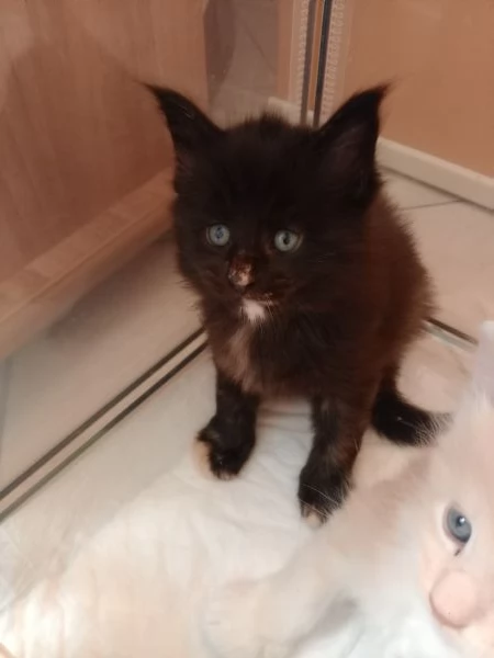 Maine Coon cucciole | Foto 4