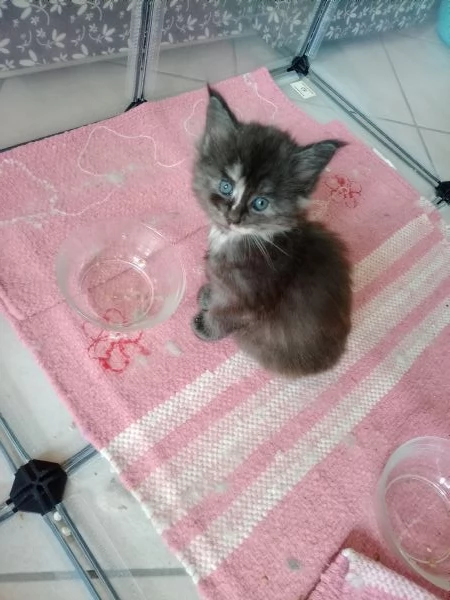 Maine Coon cucciole | Foto 3