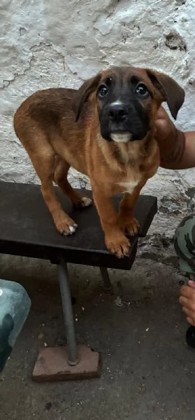 Cuccioli meticci boxer pastore tedesco | Foto 2