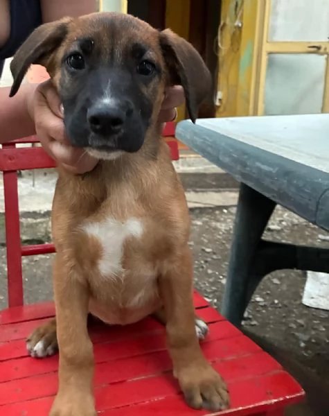Cuccioli meticci boxer pastore tedesco