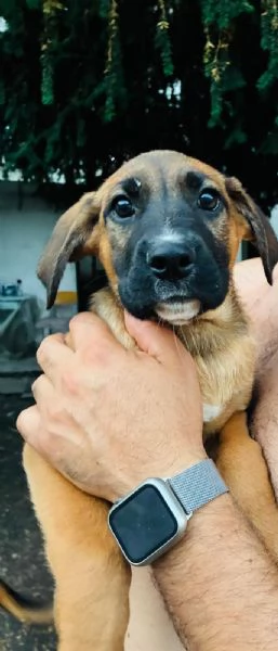 Cuccioli meticci boxer pastore tedesco | Foto 1