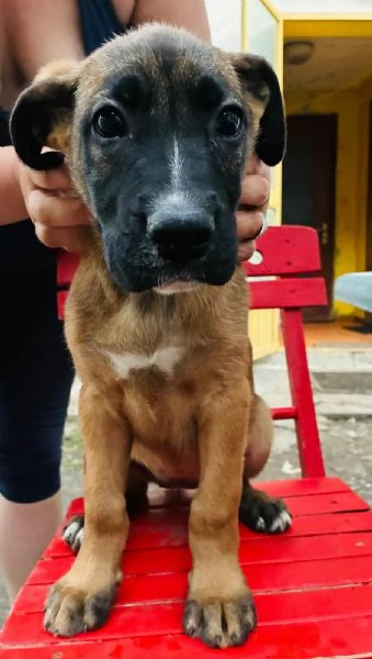 Cuccioli meticci boxer pastore tedesco | Foto 0