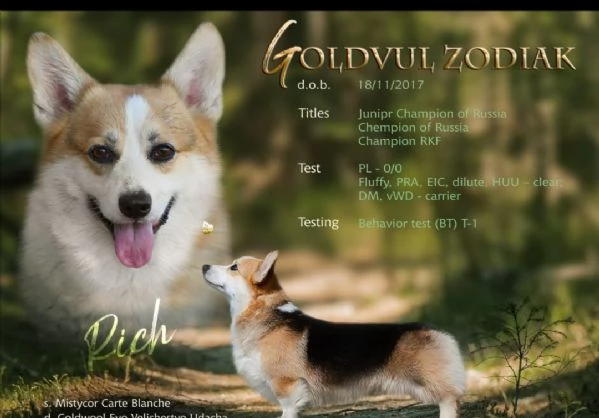 Welsh Corgi Pembroke  | Foto 3