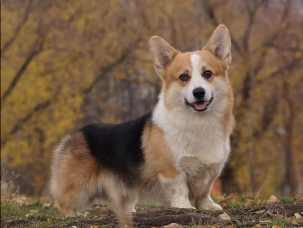 Welsh Corgi Pembroke  | Foto 2