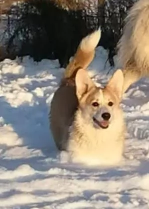 Welsh Corgi Pembroke  | Foto 1