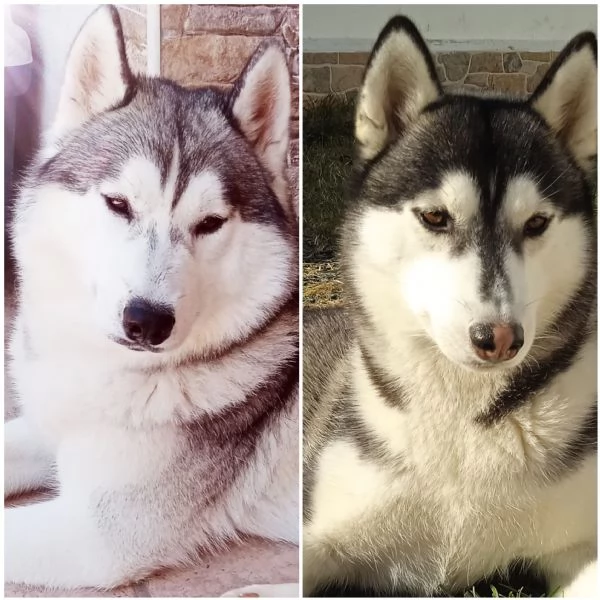 MERAVIGLIOSI CUCCIOLI DI SIBERIAN HUSKY | Foto 0