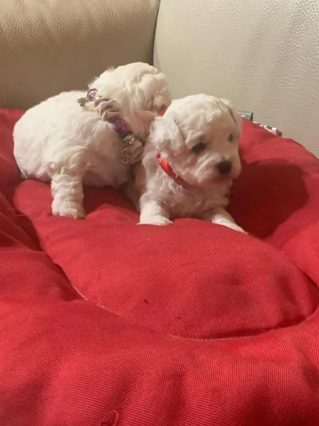 Cuccioli di bichon fris 