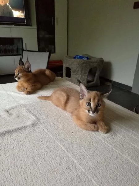 disponibili gattini caracal | Foto 5