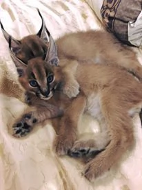 disponibili gattini caracal | Foto 4