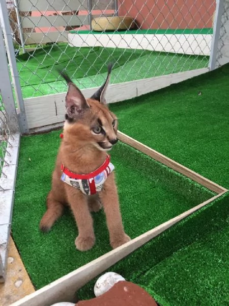 disponibili gattini caracal | Foto 3