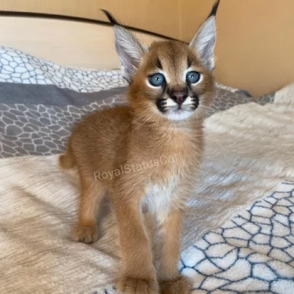 disponibili gattini caracal | Foto 1