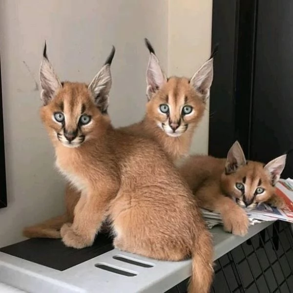 disponibili gattini caracal | Foto 0