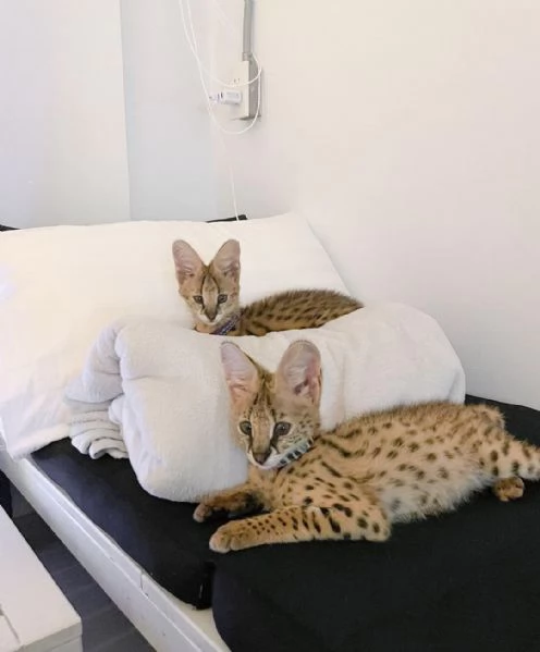 disponibili cuccioli serval | Foto 1