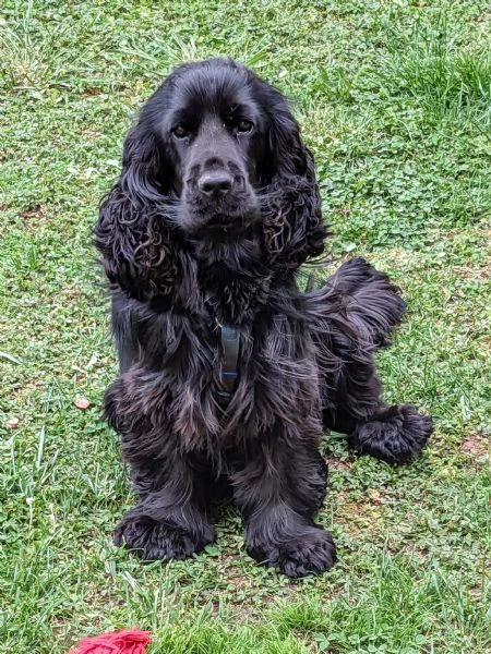 COCKER SPANIEL INGLESE MASCHIO DISPONIBILE PER MONTA