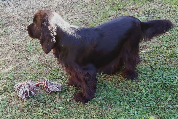 COCKER SPANIEL INGLESE MASCHIO DISPONIBILE PER MONTA | Foto 1