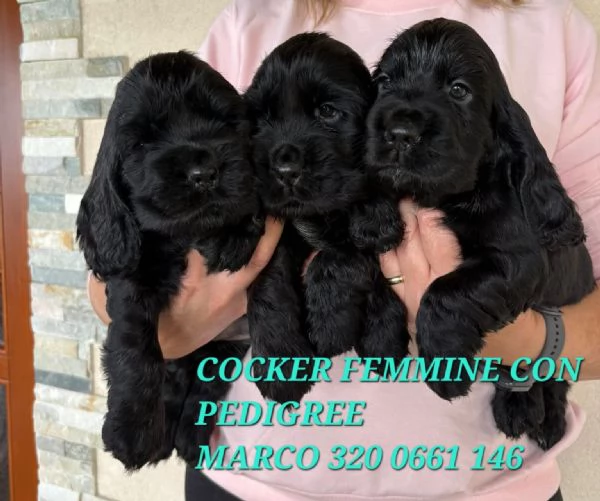 cuccioli cocker spaniel inglese
