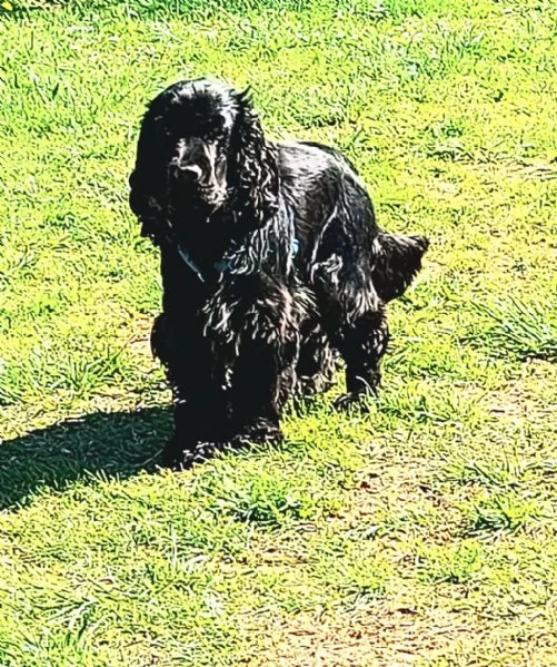 COCKER SPANIEL INGLESE MASCHIO DISPONIBILE PER MONTA