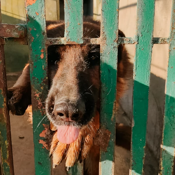 LALLEVAMENTO DI EVELINO DI PASTORI TEDESCHI | Foto 0