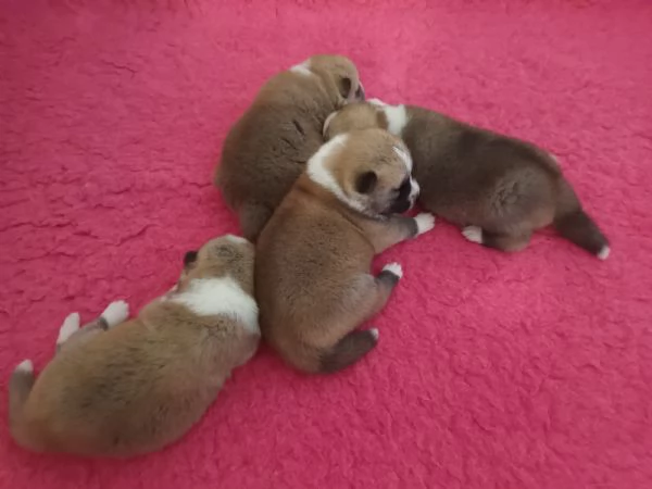 Cuccioli Akita Inu