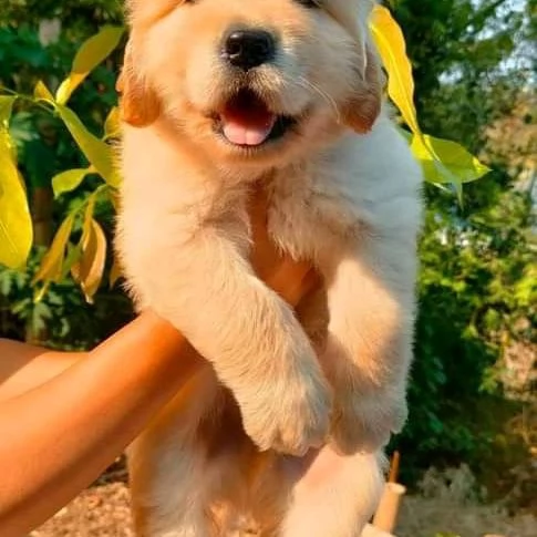  Cucciolo di Golden Retriever in fase di reinserimento