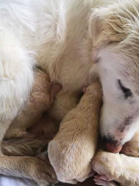 Cuccioli Pastore Maremmano Abruzzese 