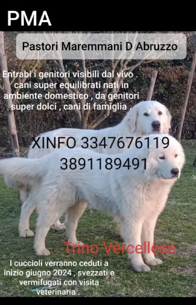 Cuccioli Pastore Maremmano Abruzzese  | Foto 5