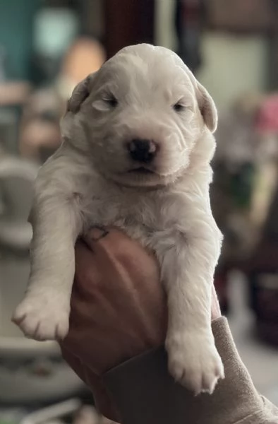 Cuccioli Pastore Maremmano Abruzzese  | Foto 4