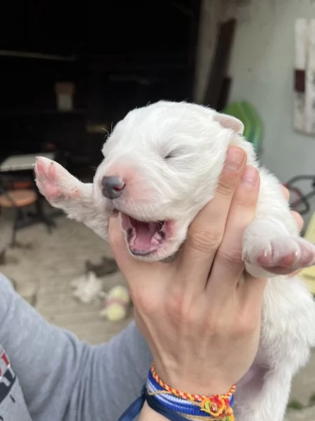 Cuccioli Pastore Maremmano Abruzzese  | Foto 1