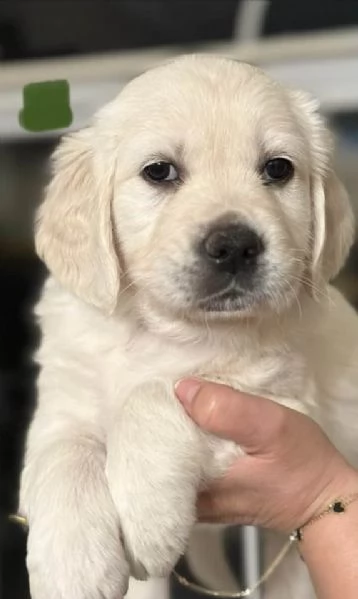 Golden Retriever cuccioli