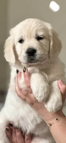 Golden Retriever cuccioli | Foto 0