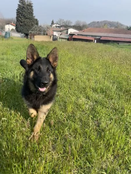 Cuccioli di pastore tedesco | Foto 2