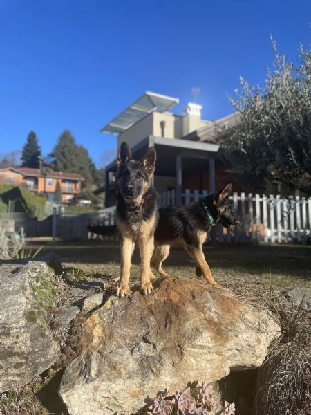 Cuccioli di pastore tedesco | Foto 1