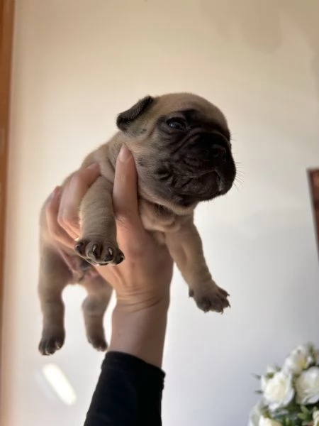 Cuccioli bulldog francese  | Foto 3