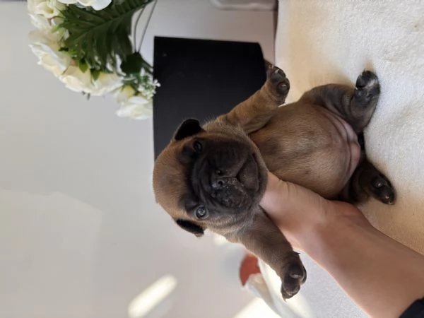 Cuccioli bulldog francese  | Foto 1