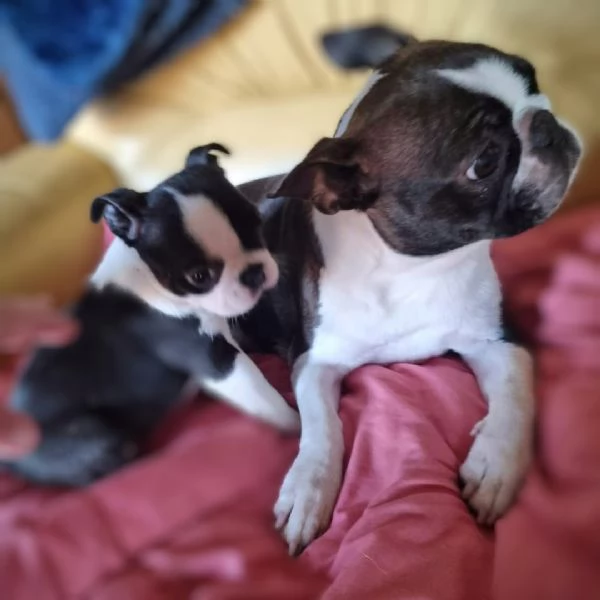 Allevamento di Boston Terrier  | Foto 5