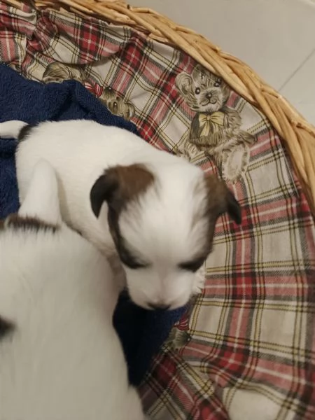 Cuccioli Jack Russell con pedigree ENCI  | Foto 3