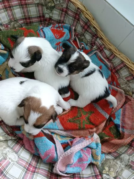 Cuccioli Jack Russell con pedigree ENCI  | Foto 1