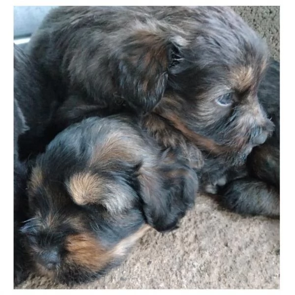 Cuccioli pastore bergamasco  | Foto 4