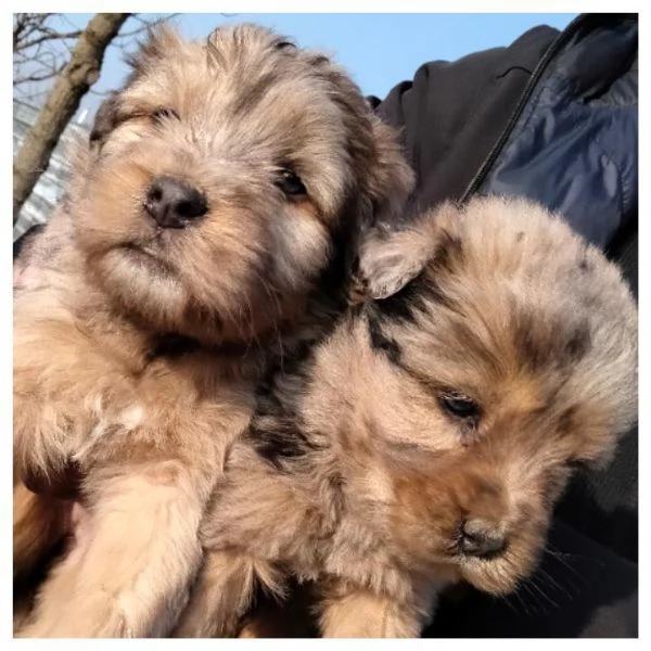 Cuccioli pastore bergamasco  | Foto 2