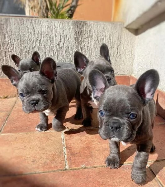 Regalando cuccioli di Bulldog francese maschi e femmine
