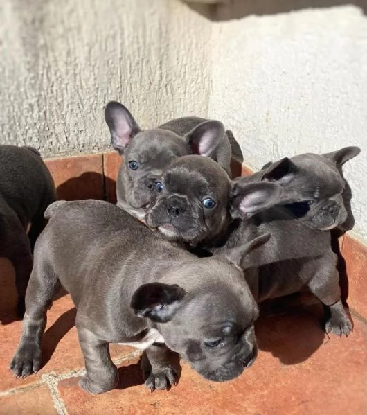 Regalando cuccioli di Bulldog francese maschi e femmine | Foto 2