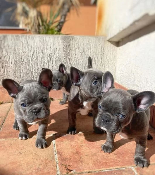 Regalando cuccioli di Bulldog francese maschi e femmine | Foto 1