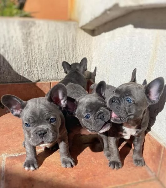 Regalando cuccioli di Bulldog francese maschi e femmine | Foto 0