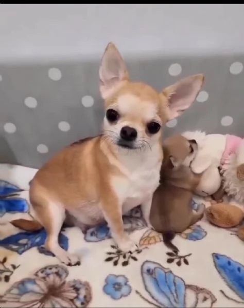 Regalando cuccioli di Chihuahua maschi e femmine | Foto 0