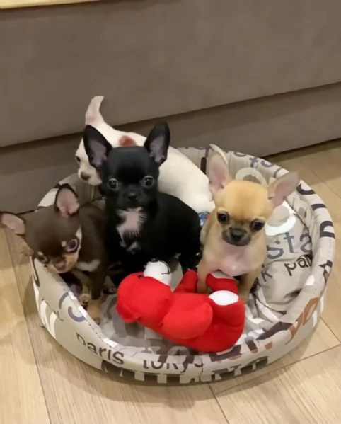 Regalando cuccioli di Chihuahua maschi e femmine