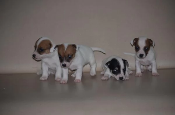 Regalando cuccioli di Jack Russel maschi e femmine | Foto 2