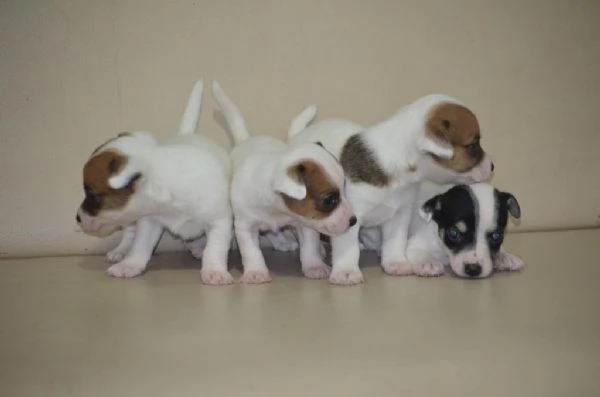 Regalando cuccioli di Jack Russel maschi e femmine | Foto 1